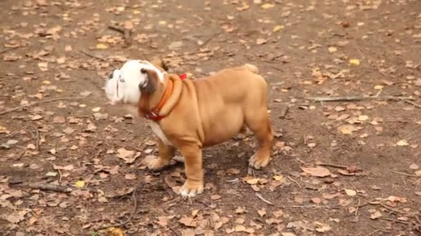 Bulldogge steht im Park und geht dann. — Stockvideo