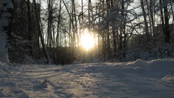 Tävlande i längdskidåkning framför solnedgång, tidsinställd — Stockvideo