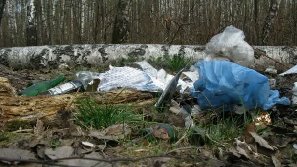 Some trash in birch forest, time lapse — Stock Video