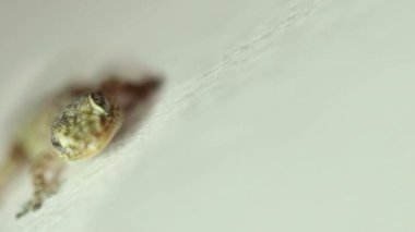 Close-up beeld van een hagedis