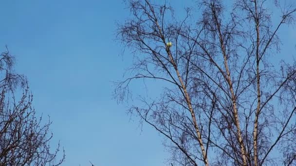 Chinese lantern stijgt in lucht achter hoge berken — Stockvideo