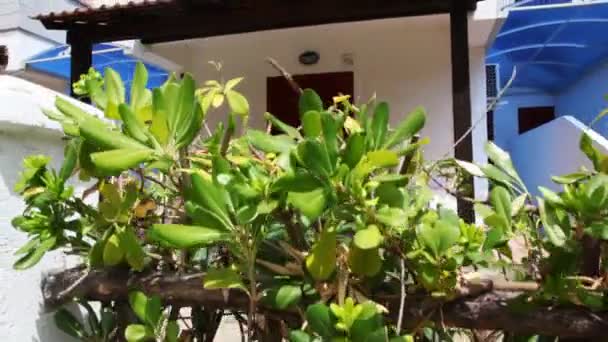 Green bush, then camera rises and seen white hotel with tiled canopies — Stock Video