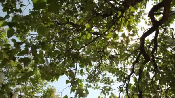 Sol e céu mostram através dos galhos da árvore — Vídeo de Stock