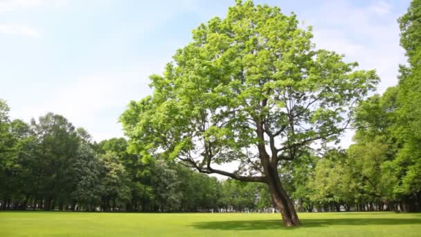 Groene boom staat in clearing in stadspark — Stockvideo