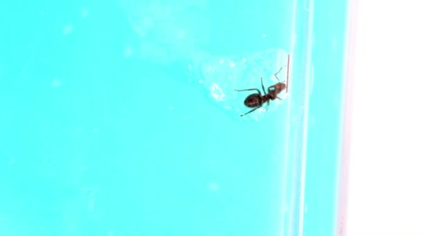La hormiga come gel comestible desde el interior, en tubo de vidrio en la granja de hormigas — Vídeos de Stock