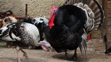 köyde yerli tavuk ile Türkiye'nin yakın çekim