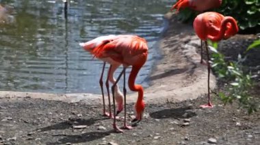 pembe flamingolar dinlenme ve yakın göl Parkı oyna