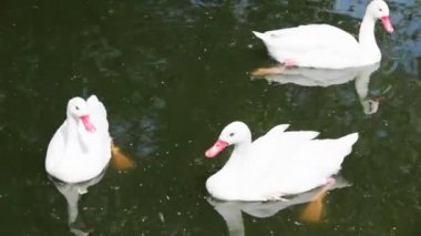 Üç Beyaz Kuğu Gölü hayvanat bahçesinde Yüzme