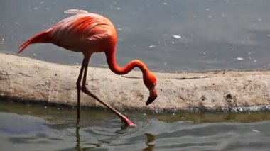 Flamingo yakınındaki diğer flamingolar su devam ediyor.