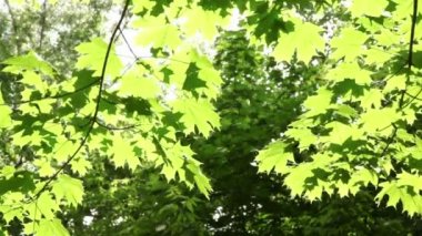 Güneş yaktı rüzgârla sallanan akçaağaç yaprakları