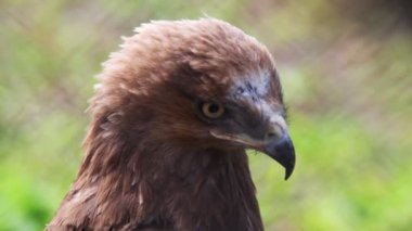 Hayvanat Bahçesi golden eagle portresi