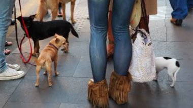 küçük köpek sahiplerinin metrede sokaklarda yürümek