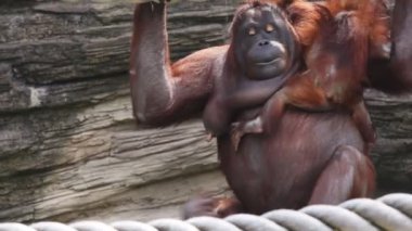 Mother orangutan sit and clinging to rope with child, then they go, another ape climbs