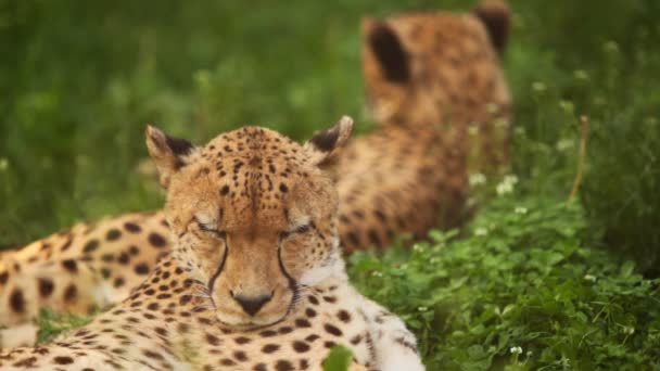 Grote volwassen cheetah ligt op groen gras in dierentuin — Stockvideo