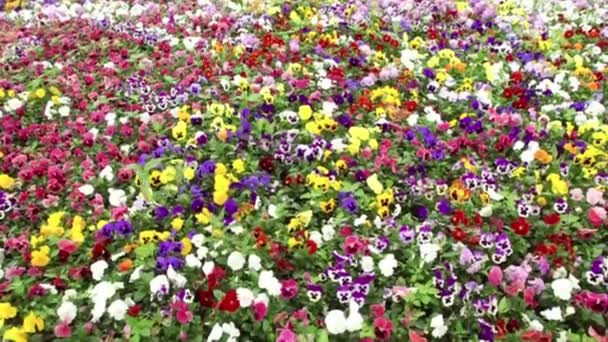 在风中摇曳的许多三色紫罗兰花 — 图库视频影像