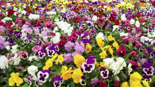 Beaucoup de fleurs colorées pansy oscillant dans le vent — Video