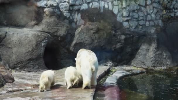 Lední medvěd se dvěma dětmi jít do jeskyně v zoo — Stock video