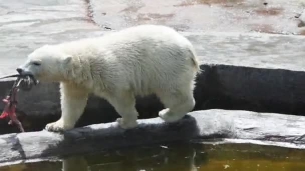 大型のホッキョクグマ動物園で彼の獲物を実行します。 — ストック動画