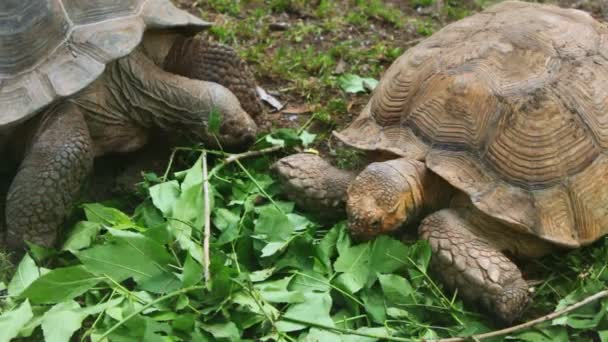 Dos grandes tortugas comen hojas en la hierba del zoológico — Vídeo de stock