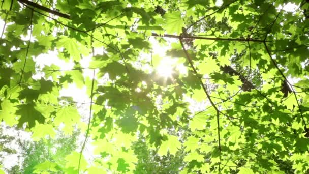 La luz del sol atraviesa las hojas verdes de arce — Vídeo de stock