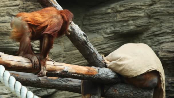 Vuxen orangutang sitter på balkar och innehar rep i zoo — Stockvideo