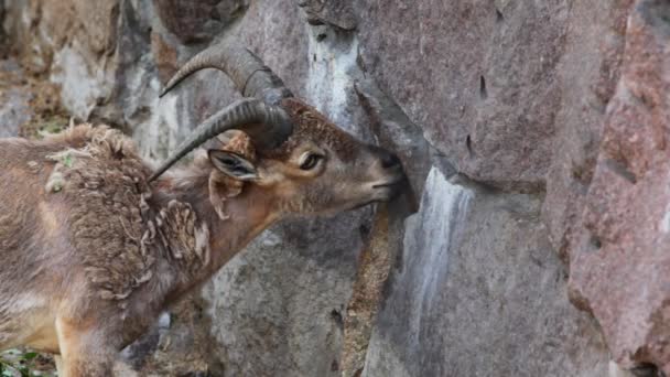 Eine erwachsene Antilope leckt im Zoo Salz vom Felsen — Stockvideo