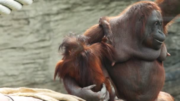 Взрослая мать орангутанга сидит на балках с ребенком — стоковое видео