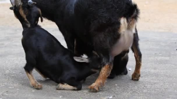 Junge Ziegen versuchen, etwas Futter von der Mutter zu bekommen — Stockvideo