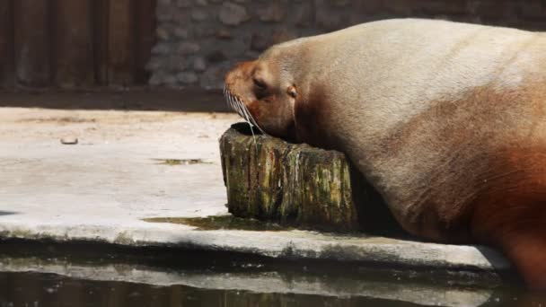 Walrus lying on beach and having rest near water in zoo — Stock Video