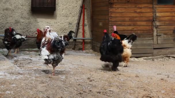 Binnenlandse kippen in dorp met Turkije — Stockvideo