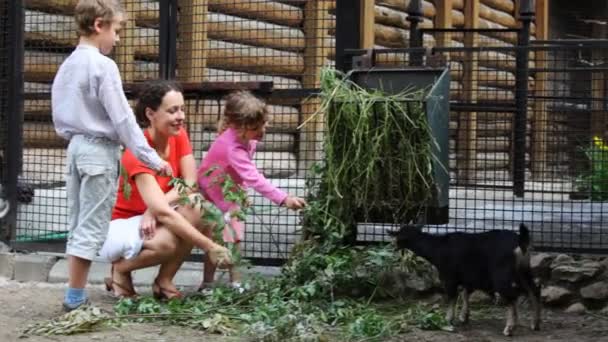 Mutter mit Sohn und Tochter sehen aus, wie kleine schwarze Ziegen Gras fressen — Stockvideo