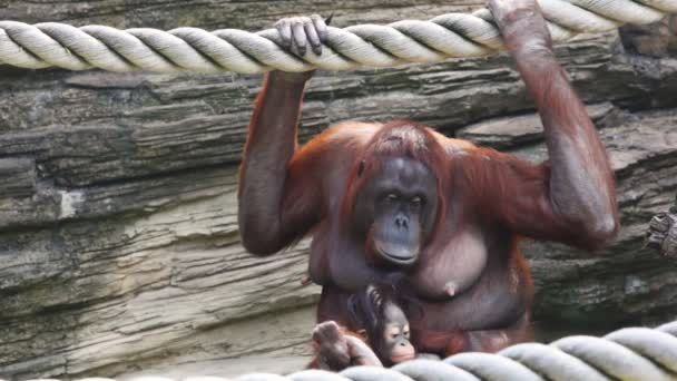 Mother orangutan sit and clinging to rope with child — Stock Video