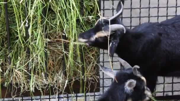 Tres cabras con rayas blancas comen hierba en la granja — Vídeos de Stock