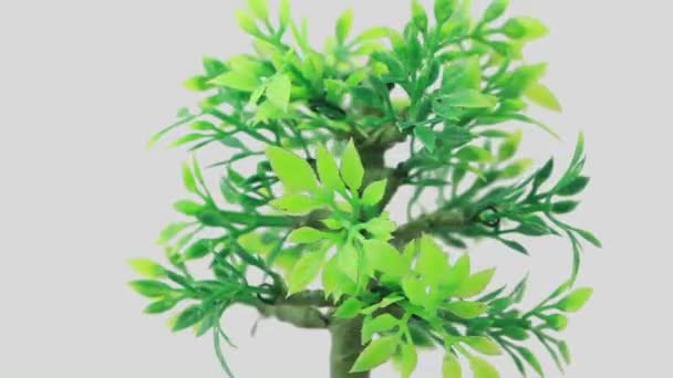 Artificial ornamental plant rotates counterclockwise — Stock Video