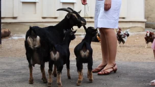 Mãe com crianças alimentam cabras jovens e sua mãe — Vídeo de Stock