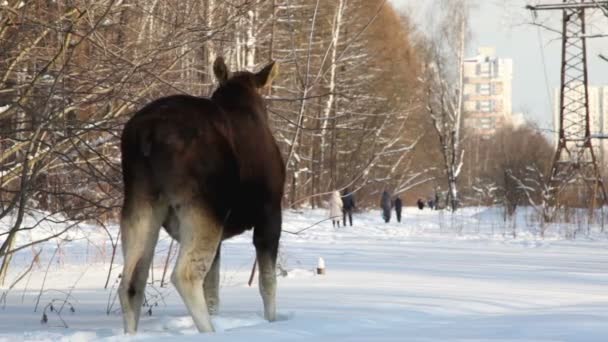 Deer stand et manger des bourgeons d'arbustes — Video