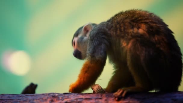 Little monkey sitting on tree trunk and eats peanut — Stock Video