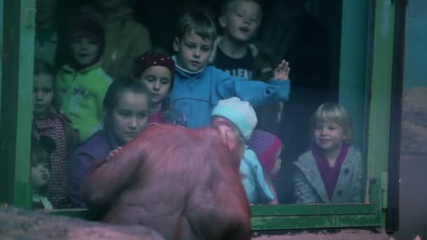 Kinderen kijken op vrouwelijke orang-oetan met baby sit in de voorkant van het glas in dierentuin schermen — Stockvideo