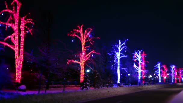 Trees are decorated with garlands stand along road — Stock Video