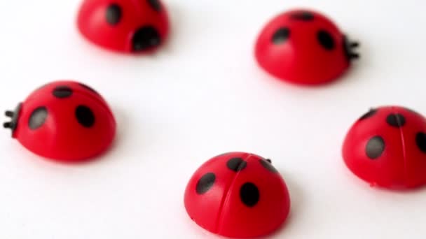 Five toy ladybirds lay in ring — Stock Video