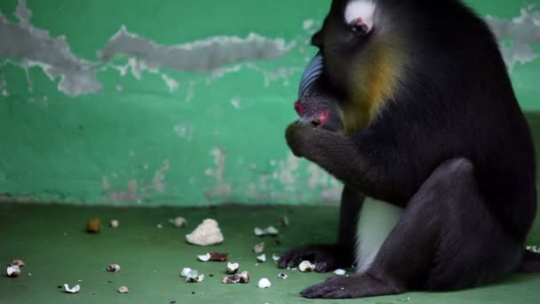 Babouin assis devant le mur et mange dans le zoo 