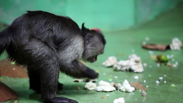 Macaco senta-se na frente da parede e come no zoológico — Vídeo de Stock