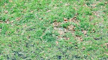 çim ve düşen sonbahar yaprakları üzerinde kar düşüyor