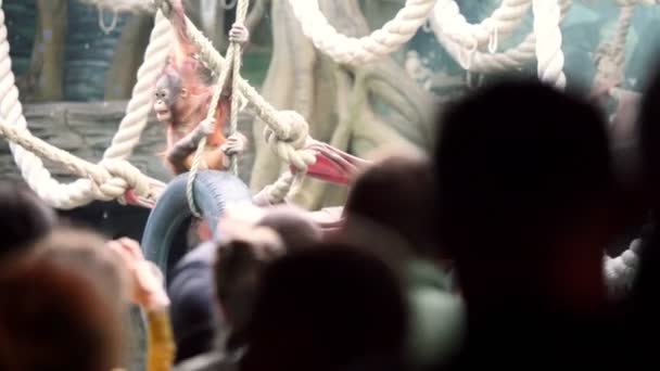 人々 が見る赤ちゃんオランウータン座るタイヤ ケーシング wich 動物園でロープにしがみつく — ストック動画