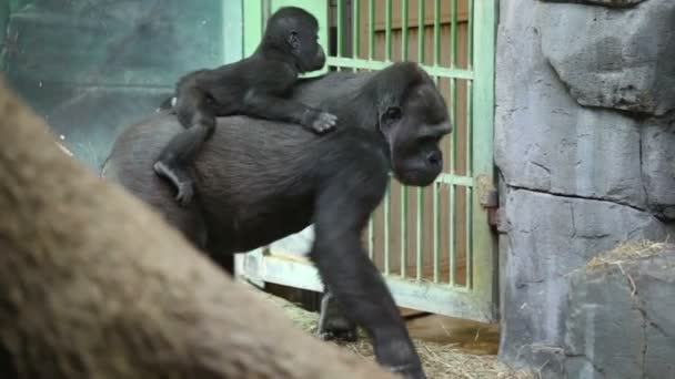 Grande promenade de gorille femelle avec bébé sur le dos — Video