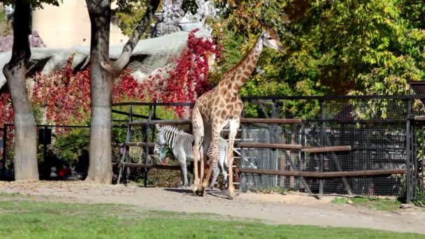 Giraffe en zebra in pen dierentuin, lopen door gras — Stockvideo