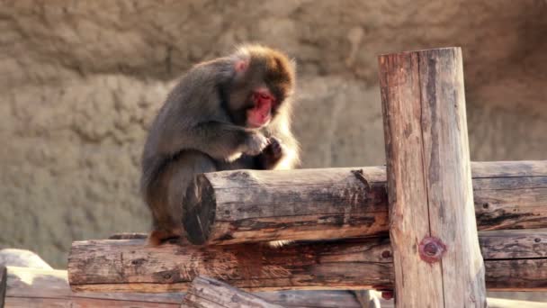 Snow monkey sits on wooden logs and eats — Stock Video