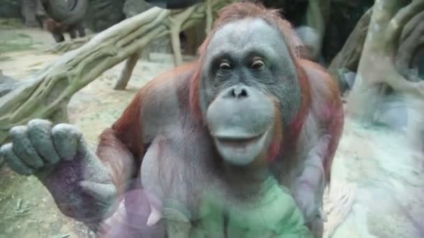 Reflection on fencing glass of kids watching on female orangutan — Stock Video