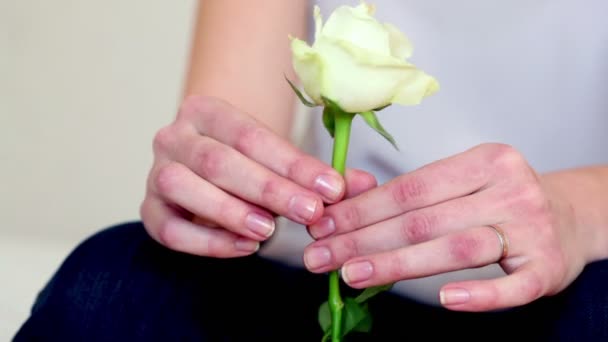 Girls hands holds and rotate white rose — Stock Video