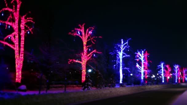 Los árboles están decorados con guirnaldas a lo largo del camino — Vídeos de Stock